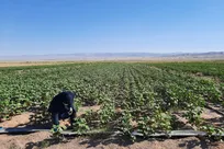 سرمایه، فناوری و بازار؛ سه چالش اصلی کشاورزی کشور