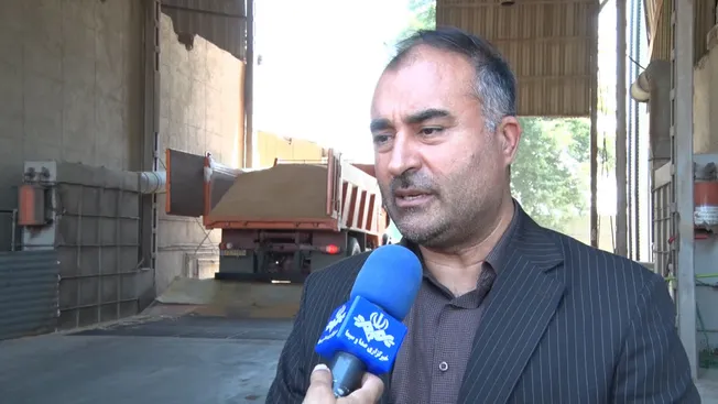 پیش‌بینی افزایش ۳۰ درصدی تولید گندم در آذربایجان‌غربی