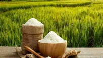برنج سفید گیلان امسال در انتظار قیمتی بهتر