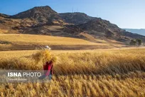 ایسنا/خراسان رضوی: 
اولویت‌های بخش کشاورزی در سال ۱۴۰۳ چیست؟