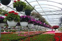 ۱۱ طرح گلخانه ای در استان اردبیل افتتاح می شود
