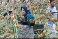 بهبود وضعیت اشتغال خانوارهای کیوی کار در گیلان