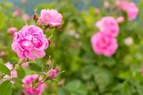احیای زمین‌های خشکیده با کشت گل محمدی