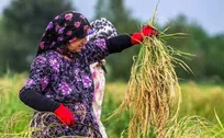 افزایش تولید برنج گران و خوش طعم توسط کشاورزان صومعه سرا