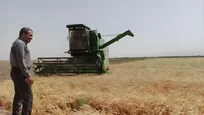 جشن خوشه‌های طلایی در تربت‌جام با برداشت ۱۵ هزار تن جو