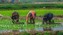 نخستین صندوق حمایت از توسعه کشاورزی زنان روستایی آغاز به کار کرد