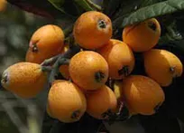 درآمد میلیاردی باغداران گیلان از تولید ازگیل ژاپنی