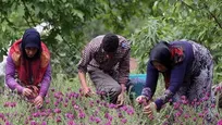 تولید چشمگیر گیاهان دارویی توسط عشایر گیلان