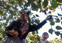 افزایش درآمد باغداران کیوی گیلان