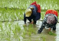 جلوگیری از خسارت به شالیزارهای سبز گیلان در پی هشدار نارنجی