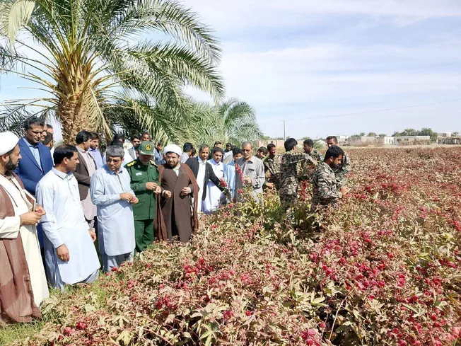 پنجمین جشن شکرانه برداشت چای ترش در روستای علوه برگزار می‌شود