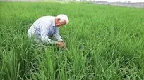 همکاری زنبور‌های تریکوگراما در ۸ هزار هکتار از شالیزار‌های گیلان  