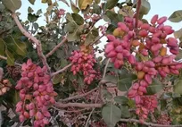 پیش‌بینی برداشت ۴ هزار تن پسته خشک و درآمد ۳۲۰۰ میلیاردی در نیشابور