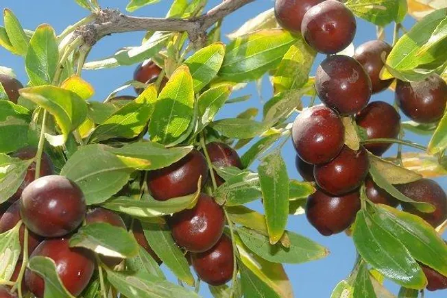 گام‌های تازه برای توسعه دانش‌بنیان زرشک و عناب در خراسان جنوبی
