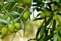 اجرایی شدن طرح توسعه ۲۵۰ هکتاری باغات زیتون گیلان