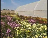 روستای عباس‌آباد نطنز روستای برتر اشتغال‌زایی