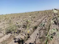 خسارت بیش‌ از ۱۰ هزار میلیارد تومانی خشکسالی به کشاورزی لرستان