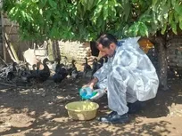 واکسیناسیون ۲ میلیون قطعه طیور بومی در مازندران