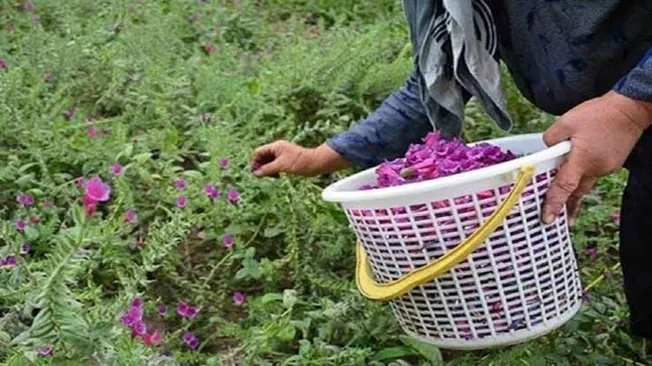 اجرای طرح «مدرسه اکوسیستم گیاهان دارویی» در بروجرد