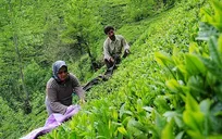 ۴۰۲ا سالی سخت برای چایکاران کشور