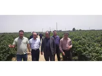 بلوبری، طلای آبی مازندران؛ توسعه کشت، رونق اقتصاد، کاهش وابستگی