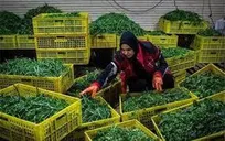 برخی تولیدکنندگان کوچک گیلان با محدودیت دسترسی به بازار روبه‌رو هستند