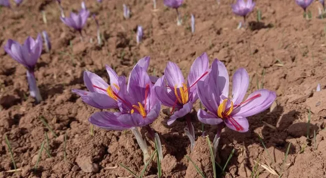 کارآفرینان سنقری از دل موانع، اشتغال می‌سازند