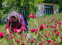 فعالیت بیش از ۶ هزار نفرگیلانی در برداشت گل گاوزبان