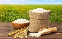 واردات برنج در بازه برداشت ممنوع است