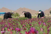 احداث بزرگ‌ترین شهرک تخصصی تولید گل و گیاه زینتی کشور در اسدآباد