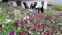 تولید بیش از ۹ هزار تن انواع گیاهان دارویی در گیلان