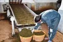 تعدادی از کارخانجات بدهی به چایکاران را پرداخت نکرده‌اند