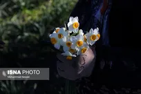 تولید ۲.۷ میلیون شاخه گل نرگس در ساری