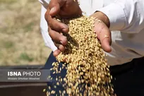 ۸۰ درصد مطالبات گندم‌کاران مازندران پرداخت شد