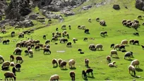 توانمندی‌های دامی استان ایلام در گفت‌و‌گو با معاون بهبود تولیدات دامی سازمان جهاد کشاورزی