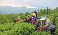 پیش بینی برداشت ۱۴۵ هزار تن برگ سبز چای در کشور