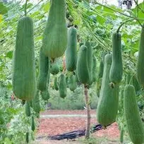 «لوفا»؛ ظرفیتی جدید برای اشتغال روستایی