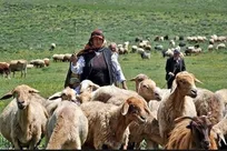 گیلان هزار و ۶۰۰ خانوار دامدار و عشایر دارد