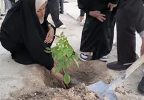 خراسان رضوی/ کاشت بیش از ۴میلیون اصله نهال بیابانی بومی در گناباد