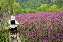 مازندرانی های این گیاه را به چین صادر می کنند