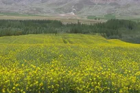 کلزاکارانی که می‌خواهند مشکلات‌شان درو شود