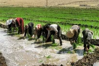 روزهای پرکار شالیکاران سوگوار در شالیزارهای سبز گیلان
