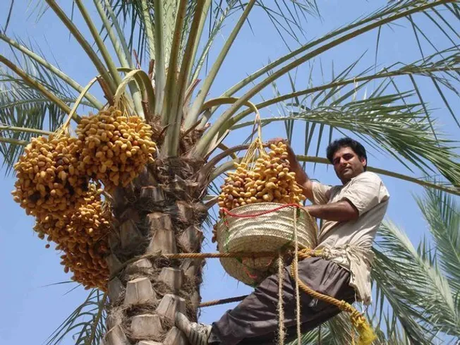 خرما؛ شاه‌کلید رشد اقتصادی و توسعه اشتغال سیستان‌وبلوچستان