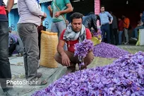 آغاز به کار بزرگترین بازار گل زعفران ایران در تربت‌حیدریه خراسان رضوی