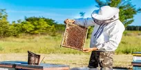 آذربایجان‌غربی، پایتخت عسل ایران؛ تولید بیش از ۲۷ هزار تن محصول