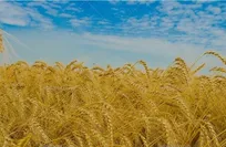 پیش‌بینی خرید تضمینی  ۲۷۰ هزار تن گندم از کشاورزان لرستان