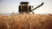 پرداخت بهای گندمکاران زنجانی سرعت گرفت