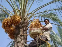 خرما؛ شاه‌کلید رشد اقتصادی و توسعه اشتغال سیستان‌وبلوچستان