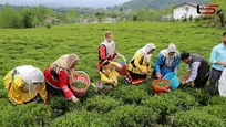 چای از تولیدات راهبردی گیلان با اشتغال پایدار