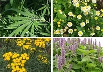 پارک علم و فناوری البرز در آستانه ایفای نقشی ملی در توسعه صنعت گیاهان دارویی